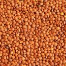 Bio Braune Berglinsen "Gourmet" 25 kg