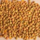 Bio Prärie Linsen 25 kg (Europa)