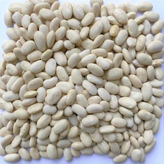 Bio Weisse Bohnen 10 kg (Österreich)